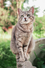 Tabby cat sitting on a concrete round fence in a garden. Warm sunny day. Selective focus. Pet enjoy fresh air and outdoor activity. Rural country side animal. Warm and calm mood.