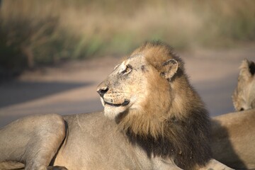 Lion on the road , Animal of africa