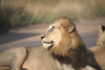 Lion on the road , Animal of africa