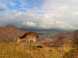 Brown deer grazing grass on a hill, mountain and blue cloudy sky in the background.
