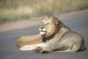 Lion on the road , Animal of africa