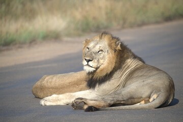 Lion on the road , Animal of africa