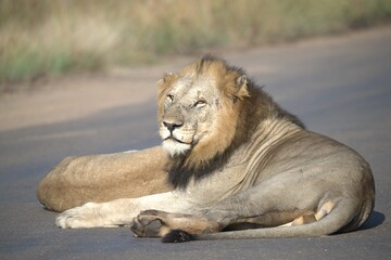 Lion on the road , Animal of africa