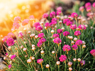 Fototapeta premium Small purple flowers illuminated by soft sun rise light. Selective focus. Nature beauty used for decoration. Calm and peaceful scene.