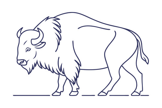 American bison wild animal line sketch