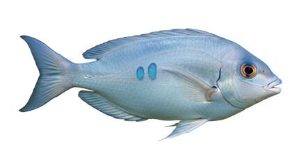 Isolated Silver Fish