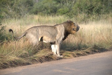 Lion on the road , Animal of africa