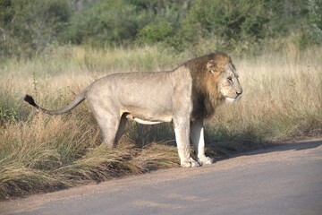 Lion on the road , Animal of africa