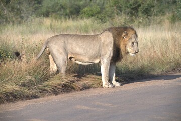 Lion on the road , Animal of africa