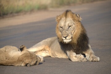 Lion on the road , Animal of africa