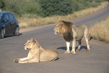 Lion on the road , Animal of africa