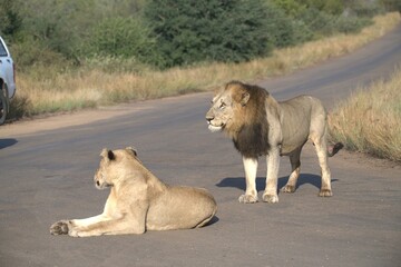 Lion on the road , Animal of africa