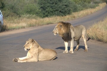 Lion on the road , Animal of africa
