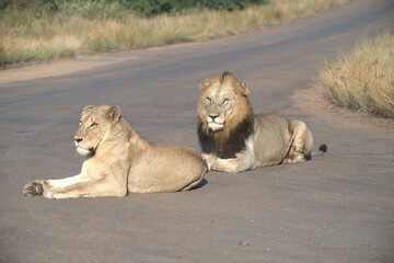 Lion on the road , Animal of africa