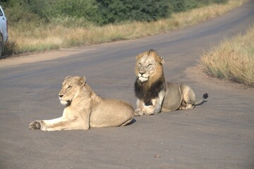 Lion on the road , Animal of africa