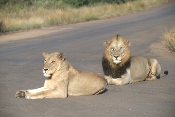 Lion on the road , Animal of africa