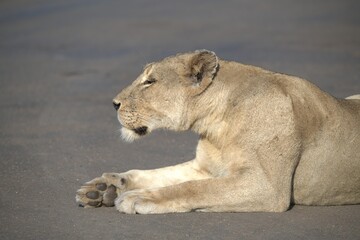 Lion on the road , Animal of africa