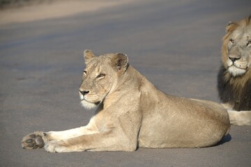 Lion on the road , Animal of africa