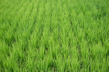 Close up seedlings of rice in rice fields with wet drops on the fresh green background, Rice seedlings and dew.