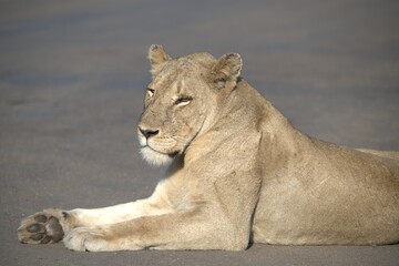 Lion on the road , Animal of africa