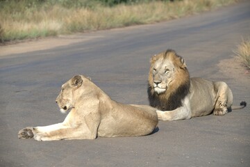Lion on the road , Animal of africa