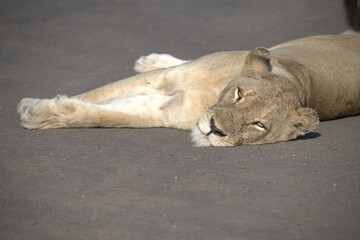 Lion on the road , Animal of africa