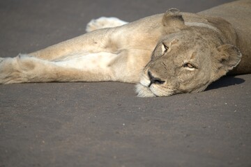 Lion on the road , Animal of africa