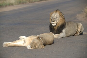 Lion on the road , Animal of africa