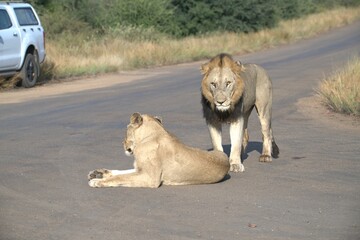 Lion on the road , Animal of africa