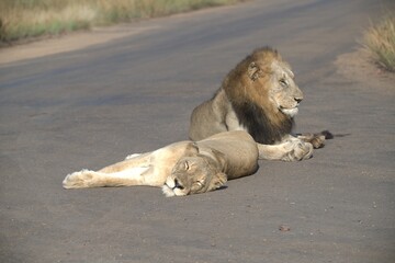 Lion on the road , Animal of africa