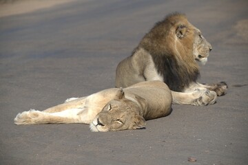 Lion on the road , Animal of africa