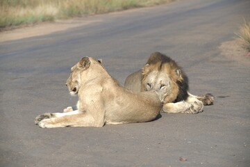 Lion on the road , Animal of africa