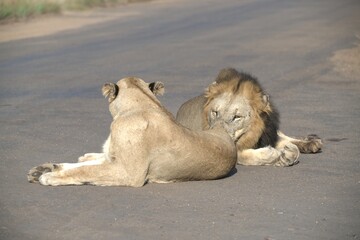 Lion on the road , Animal of africa