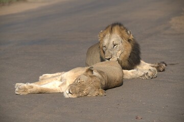 Lion on the road , Animal of africa