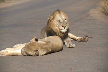 Lion on the road , Animal of africa