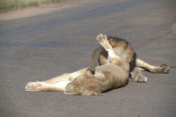 Lion on the road , Animal of africa