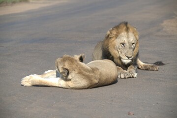 Lion on the road , Animal of africa