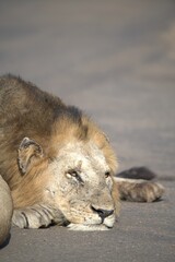 Lion on the road , Animal of africa