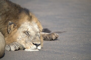 Lion on the road , Animal of africa