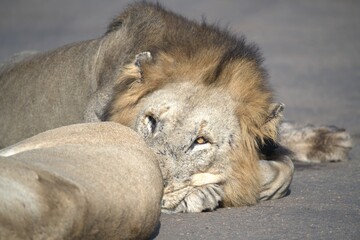 Lion on the road , Animal of africa
