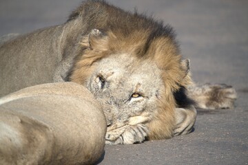 Lion on the road , Animal of africa