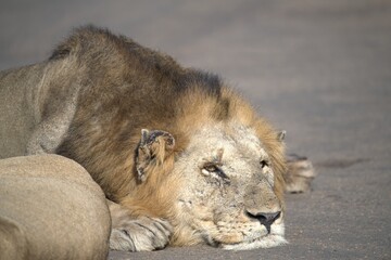 Lion on the road , Animal of africa
