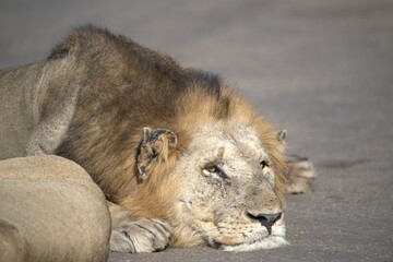 Lion on the road , Animal of africa
