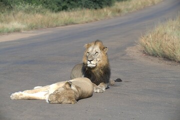 Lion on the road , Animal of africa