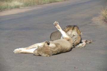 Lion on the road , Animal of africa