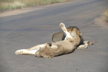 Lion on the road , Animal of africa