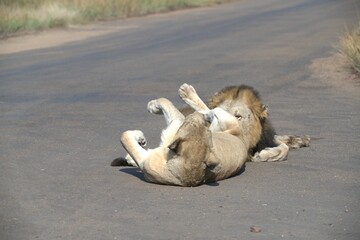 Lion on the road , Animal of africa