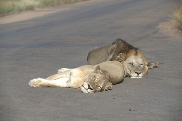 Lion on the road , Animal of africa