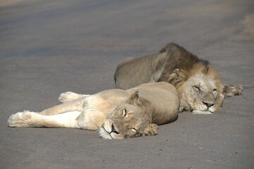 Lion on the road , Animal of africa