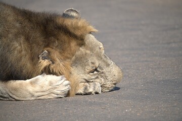 Lion on the road , Animal of africa